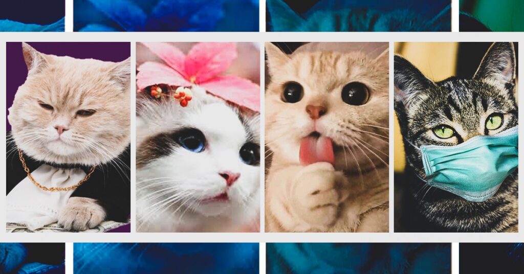 ကြောင်လေးတွေနဲ့ ပက်သက်ပြီး သင်မသိသေးတဲ့ အတိတ်နိမိတ်များ